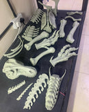 Dinosaur Skeleton T-Rex and Rhinoceros