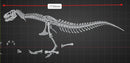Dinosaur Skeleton