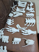 Dinosaur Skeleton