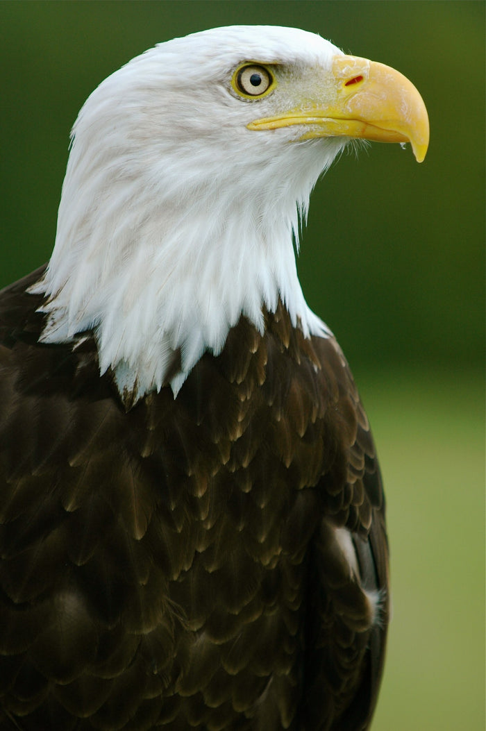 Backlit Eagle Display Sculpture - Illuminated Symbol Art Piece