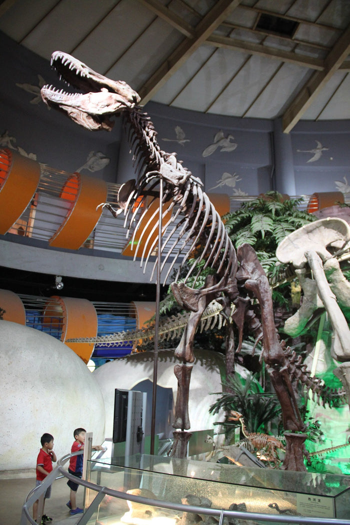 T-Rex and Rhinoceros Dinosaur Skeleton - Display Fossil Replica