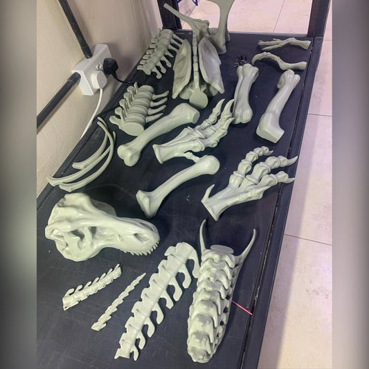 T-Rex and Rhinoceros Dinosaur Skeleton