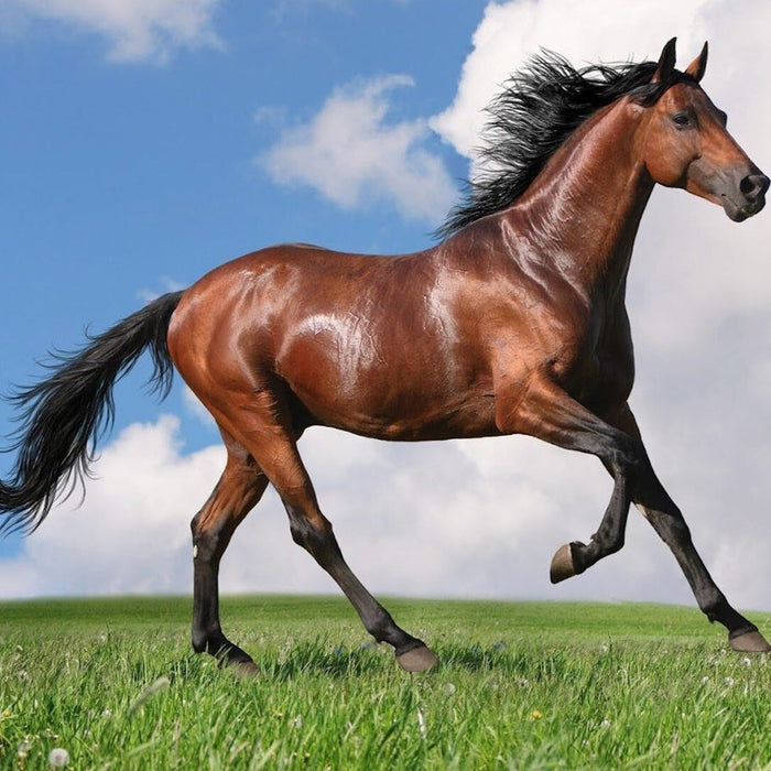 Horse Food Figure Display - Branded Corporate Gift Model