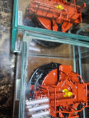 SBM Buoy Miniature - Custom Cased Marine Gift